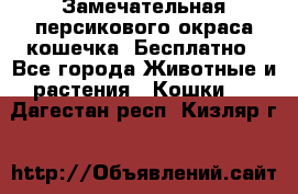 Замечательная персикового окраса кошечка. Бесплатно - Все города Животные и растения » Кошки   . Дагестан респ.,Кизляр г.